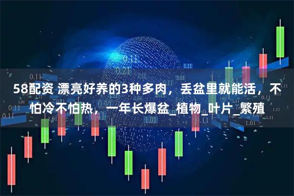 58配资 漂亮好养的3种多肉，丢盆里就能活，不怕冷不怕热，一年长爆盆_植物_叶片_繁殖